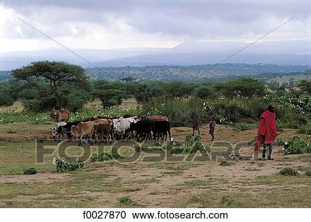 Tanzania, Serengeti National Park, Maasai and their herd View Large Photo Image Stock Image - Tanzania, Serengeti National Park, Maasai and their herd. Fotosearch