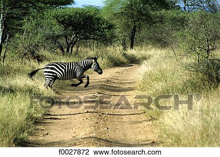 Stock Image - Tanzania, Serengeti National Park, zebras. Fotosearch