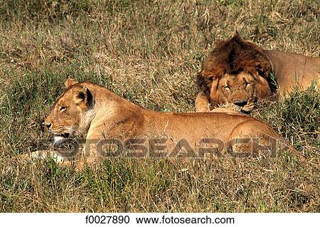 Tanzania, Serengeti National Park, lioness and lion View Large Photo Image Stock Image - Tanzania, Serengeti National Park, lioness and lion. Fotosearch