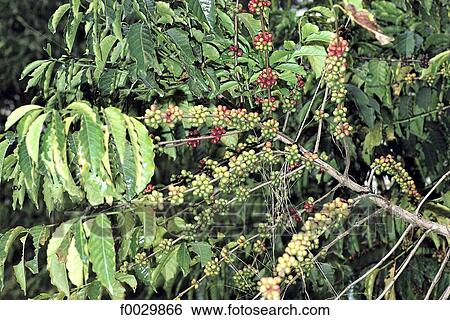 Togo, coffee tree View Large Photo Image Stock Photograph - Togo, coffee tree. Fotosearch