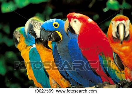 United States, Florida, Miami, parrots View Large Photo Image Stock Photo - United States, Florida, Miami, parrots. Fotosearch