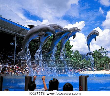 United States, Florida, Orlando, SeaWorld, dolphins View Large Photo Image Stock Image - United States, Florida, Orlando, SeaWorld, dolphins. Fotosearch