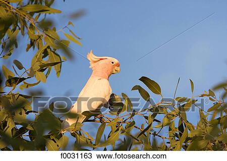 Australia, Northern Territory, cockatoo View Large Photo Image Stock Image - Australia, Northern Territory, cockatoo. Fotosearch