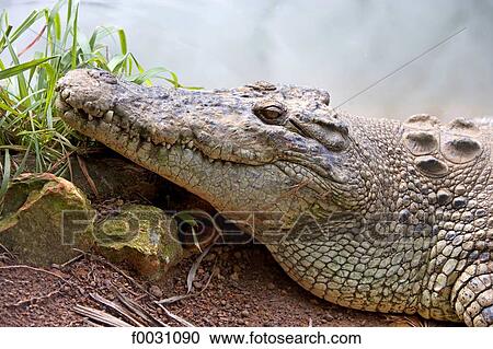 Australia, Northern Territory, Darwin, Crocodylos park, crocodile View Large Photo Image Stock Image - Australia, Northern Territory, Darwin, Crocodylos park, crocodile. Fotosearch