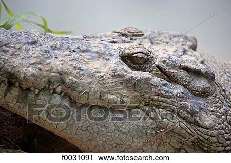Stock Image - Australia, Northern Territory, Darwin, Crocodylos park, crocodile. Fotosearch