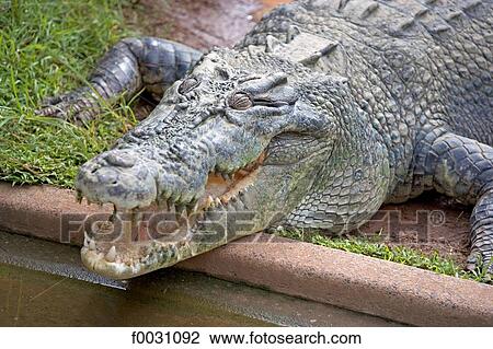 Australia, Northern Territory, Darwin, Crocodylos park, crocodile View Large Photo Image Stock Image - Australia, Northern Territory, Darwin, Crocodylos park, crocodile. Fotosearch