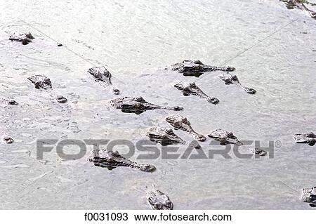 Australia, Northern Territory, Darwin, Crocodylos park, crocodiles View Large Photo Image Stock Image - Australia, Northern Territory, Darwin, Crocodylos park, crocodiles. Fotosearch