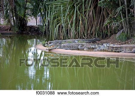 Australia, Northern Territory, Darwin, Crocodylos park, crocodiles View Large Photo Image Stock Photo - Australia, Northern Territory, Darwin, Crocodylos park, crocodiles. Fotosearch