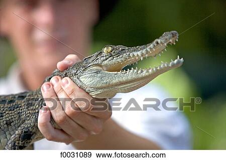 Australia, Northern Territory, Darwin, Crocodylos park, baby crocodile View Large Photo Image Stock Photo - Australia, Northern Territory, Darwin, Crocodylos park, baby crocodile. Fotosearch