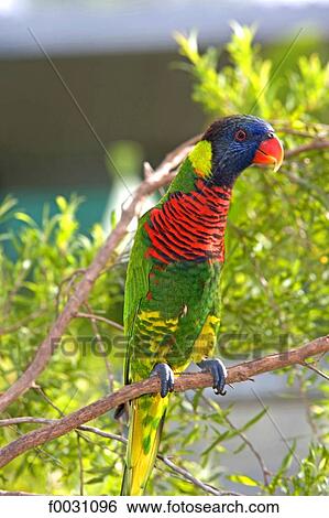 Stock Photograph - Australia, Northern Territory, Darwin, rainbow lorikeet. Fotosearch