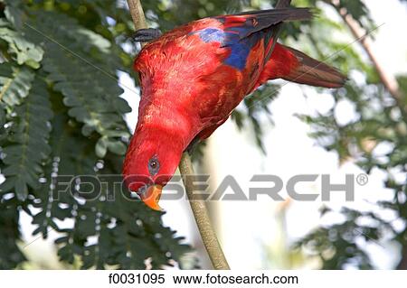 Stock Photography - Australia, Northern Territory, Darwin, tropical bird. Fotosearch