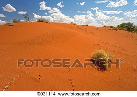 Picture - Australia, Northern Territory, Mereenie Loop trail, red sand dune. Fotosearch