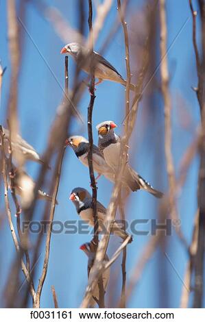 Stock Image - Australia, Northern Territory, Uluru-kata Tjuta national park, finches. Fotosearch