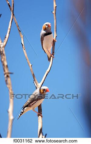 Stock Image - Australia, Northern Territory, Uluru-kata Tjuta national park, finches. Fotosearch