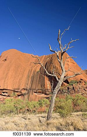Australia, Northern Territory, Uluru-kata Tjuta national park, Ayers Rock, detail View Large Photo Image Stock Photo - Australia, Northern Territory, Uluru-kata Tjuta national park, Ayers Rock, detail. Fotosearch