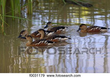 Australia, Northern Territory, Litchfield national park, ducks View Large Photo Image Stock Photo - Australia, Northern Territory, Litchfield national park, ducks. Fotosearch
