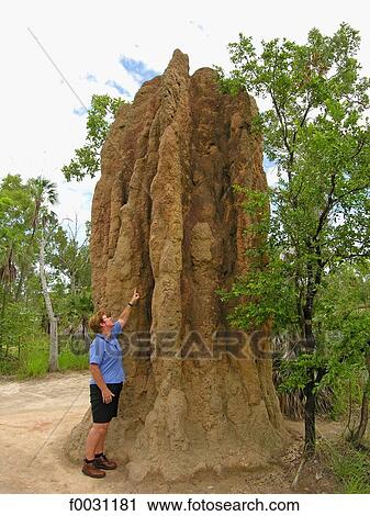 Stock Image - Australia, Northern Territory, termites mounds. Fotosearch
