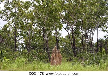 Stock Photo - Australia, Northern Territory, termites mounds. Fotosearch