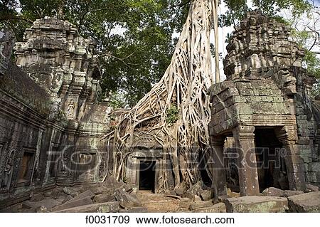 Cambodia, Angkor, Ta Prohm View Large Photo Image Stock Photo - Cambodia, Angkor, Ta Prohm. Fotosearch