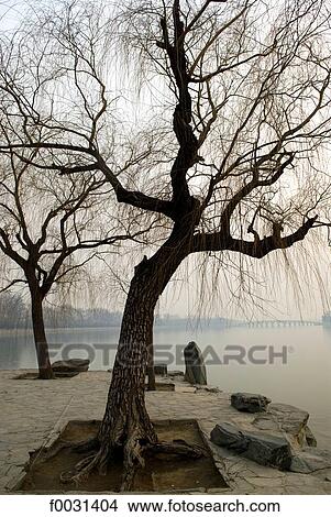 Picture - China, Beijing, Summer Palace "Yiheyan", trees and Kunming lake. Fotosearch