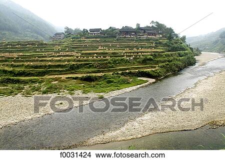 China, Guizhou, Near Kaili, Miao village, ricefield View Large Photo Image Picture - China, Guizhou, Near Kaili, Miao village, ricefield. Fotosearch