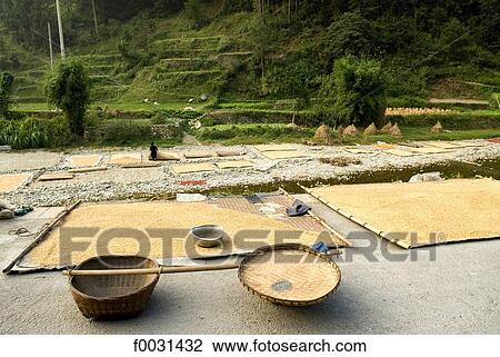 China, Guizhou, near Leishan, drying rice View Large Photo Image Stock Image - China, Guizhou, near Leishan, drying rice. Fotosearch