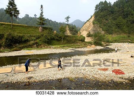 China, Guizhou, near Leishan, drying rice View Large Photo Image Stock Photo - China, Guizhou, near Leishan, drying rice. Fotosearch