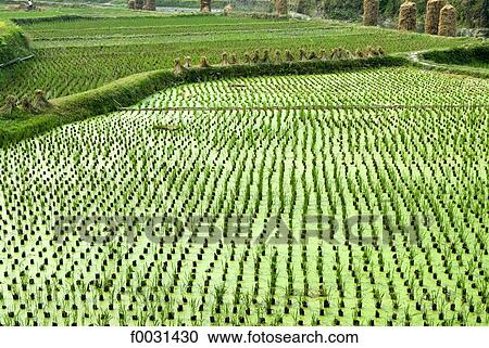 Stock Image - China, Guizhou, near Leishan, ricefield. Fotosearch