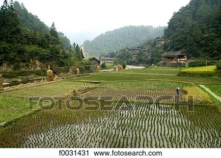 China, Guizhou, near Leishan, ricefield View Large Photo Image Stock Image - China, Guizhou, near Leishan, ricefield. Fotosearch