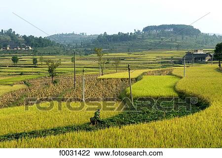 Stock Image - China, Guizhou, near Olanxi village, ricefield. Fotosearch