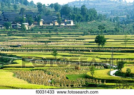 China, Guizhou, near Olanxi village, ricefield View Large Photo Image Stock Image - China, Guizhou, near Olanxi village, ricefield. Fotosearch