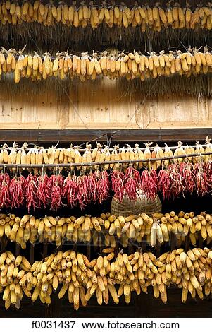 China, Guizhou, Xijiang village, corn and chili drying View Large Photo Image Stock Photo - China, Guizhou, Xijiang village, corn and chili drying. Fotosearch