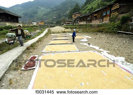Stock Photography - China, Guizhou, Xijiang village, drying rice. Fotosearch