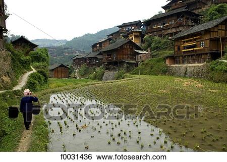 Stock Photograph - China, Guizhou, Xijiang village, dwelling and ricefield. Fotosearch