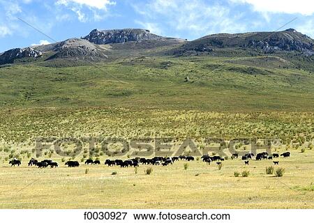 China, Sichuan, between Rongpatsa and Manigango, herd of yaks and landscape View Large Photo Image Stock Photo - China, Sichuan, between Rongpatsa and Manigango, herd of yaks and landscape. Fotosearch