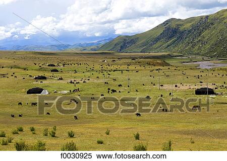 Stock Photography - China, Sichuan, between Rongpatsa and Manigango, herd of yaks and Tibetan nomad camp. Fotosearch