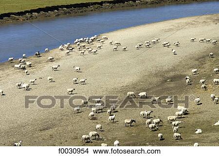 China, Sichuan, Hongyuan, herd of sheep View Large Photo Image Picture - China, Sichuan, Hongyuan, herd of sheep. Fotosearch