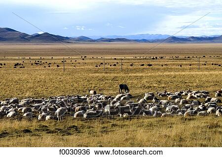 China, Sichuan, south of Hongyuan, herd of battering rams and landscape View Large Photo Image Stock Photograph - China, Sichuan, south of Hongyuan, herd of battering rams and landscape. Fotosearch