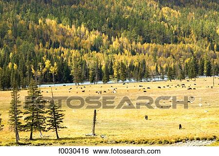 China, Xinjiang, Altay Massif, nature reserve of lake Kanas View Large Photo Image Stock Photograph - China, Xinjiang, Altay Massif, nature reserve of lake Kanas. Fotosearch