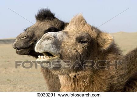 Stock Image - China, Xinjiang, camels. Fotosearch