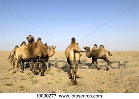 China, Xinjiang, camels View Large Photo Image Stock Photo - China, Xinjiang, camels. Fotosearch