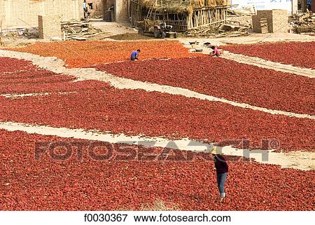 China, Xinjiang, dried peppers View Large Photo Image Stock Photo - China, Xinjiang, dried peppers. Fotosearch