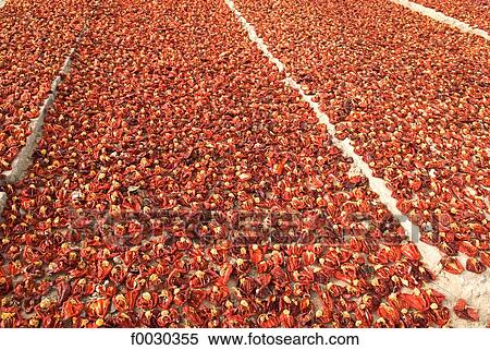 Stock Photography - China, Xinjiang, dried peppers. Fotosearch
