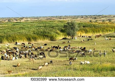 Stock Photo - China, Xinjiang, near Buerjin, herd of sheeps. Fotosearch