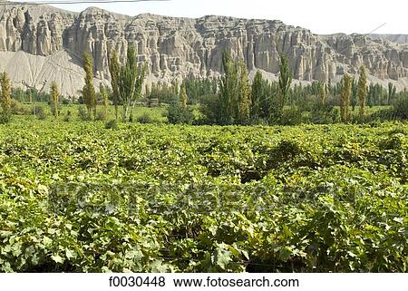 China, Xinjiang, near Turpan, vines View Large Photo Image Stock Photo - China, Xinjiang, near Turpan, vines. Fotosearch