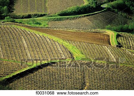 France, Beaujolais region, near Oingt, vines View Large Photo Image Stock Photo - France, Beaujolais region, near Oingt, vines. Fotosearch
