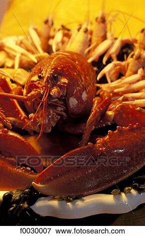 Stock Photo - France, Brittany, lobster. Fotosearch