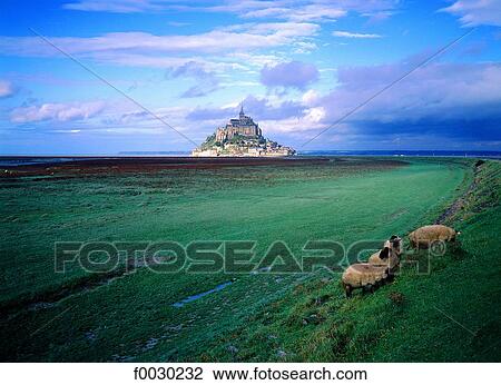 France, Normandy, Mont Saint-Michel, general view and sheep "pr‚ sal‚" View Large Photo Image Stock Image - France, Normandy, Mont Saint-Michel, general view and sheep "pr‚ sal‚". Fotosearch