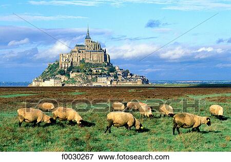 France, Normandy, Mont Saint-Michel, general view and sheep "pr‚ sal‚" View Large Photo Image Stock Photo - France, Normandy, Mont Saint-Michel, general view and sheep "pr‚ sal‚". Fotosearch
