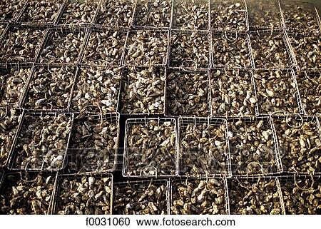 France, Poitou Charentes, Marennes, oyster-farming pond, oyster baskets View Large Photo Image Stock Image - France, Poitou Charentes, Marennes, oyster-farming pond, oyster baskets. Fotosearch